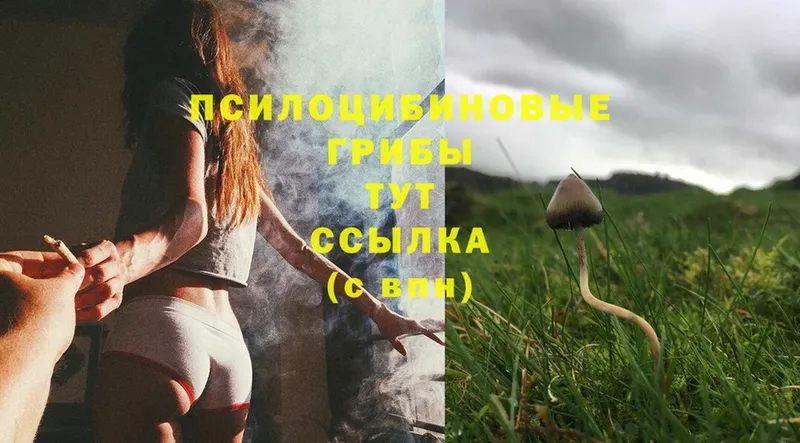 Псилоцибиновые грибы Magic Shrooms  blacksprut как войти  Болохово 